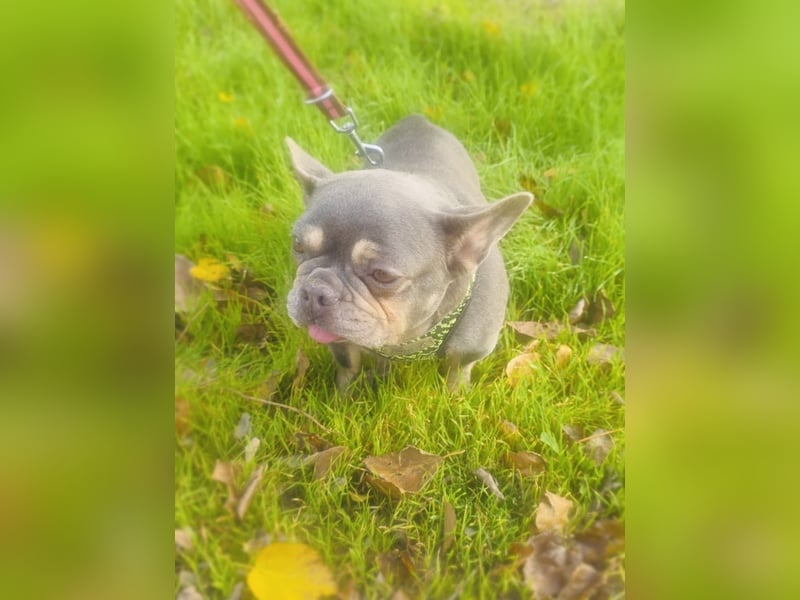 Französische Bulldogge Giselle