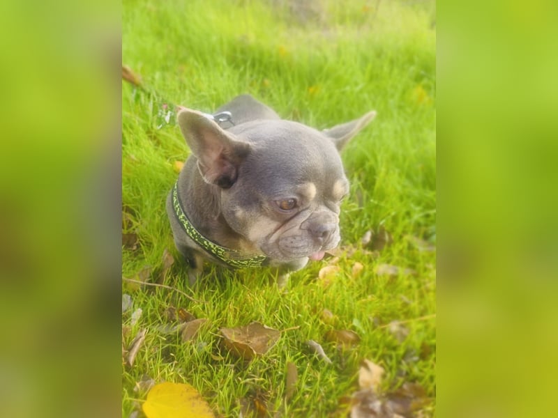Französische Bulldogge Giselle