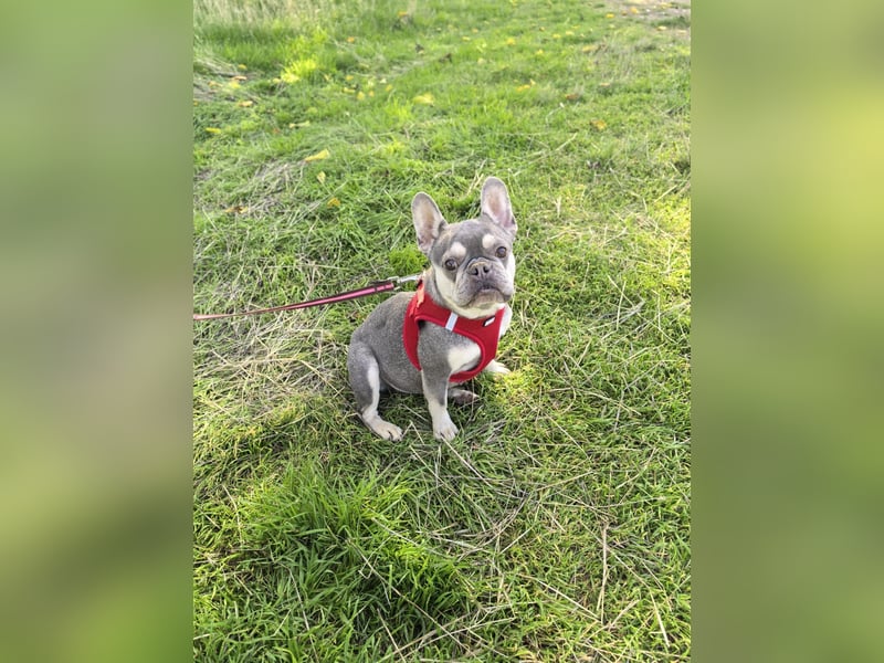 Französische Bulldogge Barballa