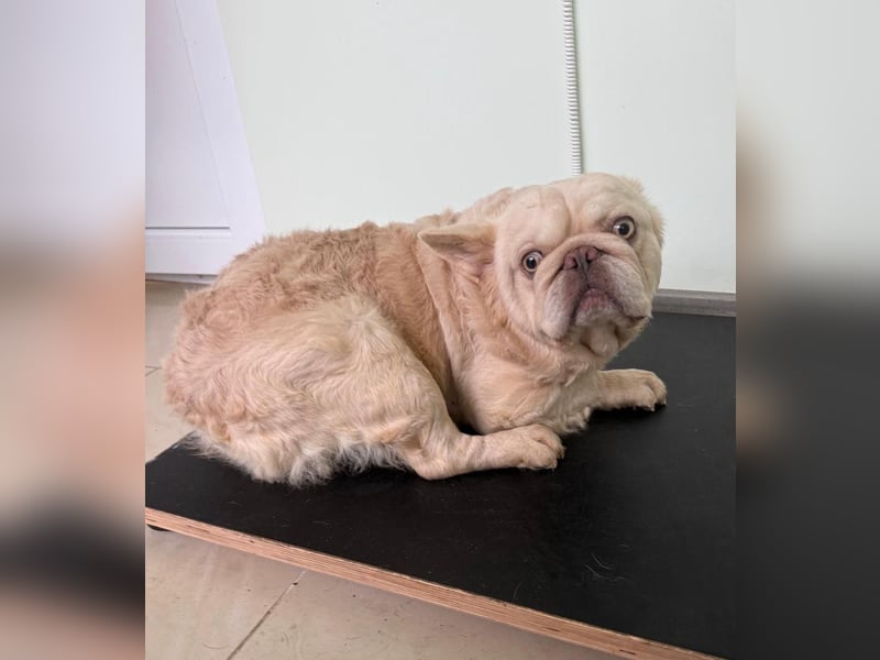 Französische Bulldogge ein kleiner Fluffy