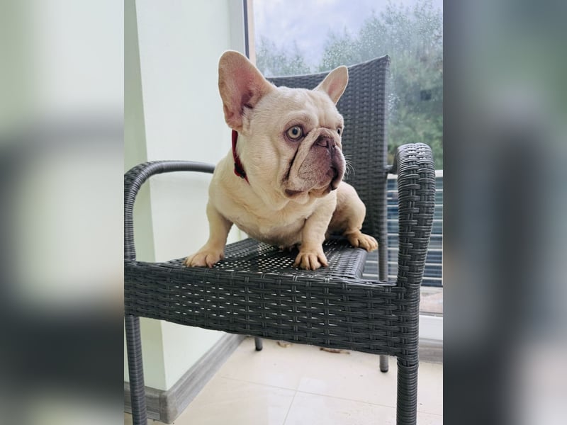 Hans eine französische Bulldogge