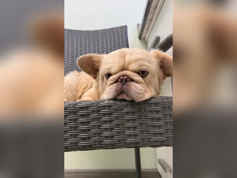 Französische Bulldogge ein kleiner Fluffy