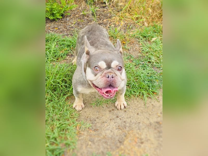 Französische Bulldogge Buny sucht Körbchen