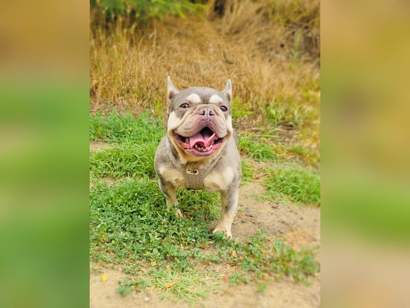Französische Bulldogge Buny sucht Körbchen