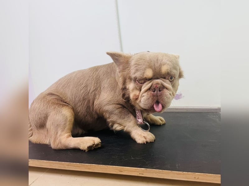 Französische Bulldogge Donny