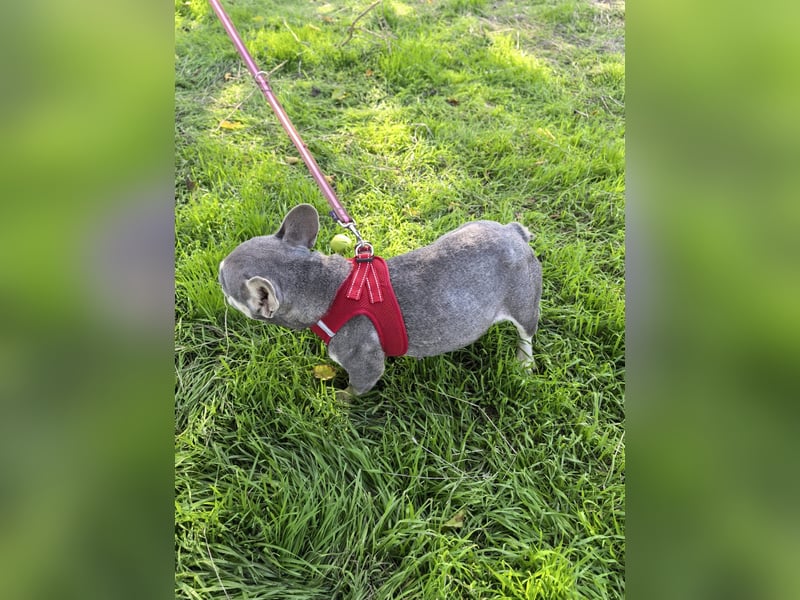 Französische Bulldogge Barballa