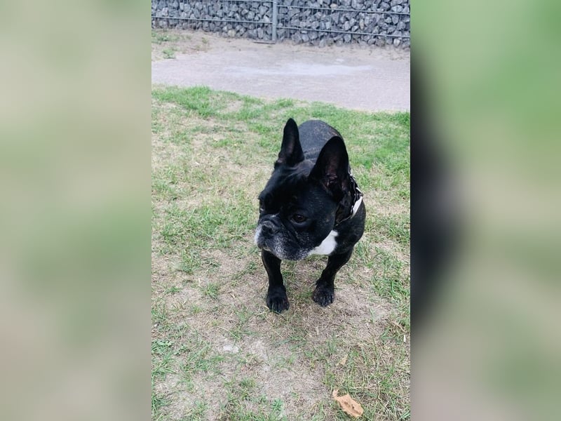 Französische Bulldogge Roko