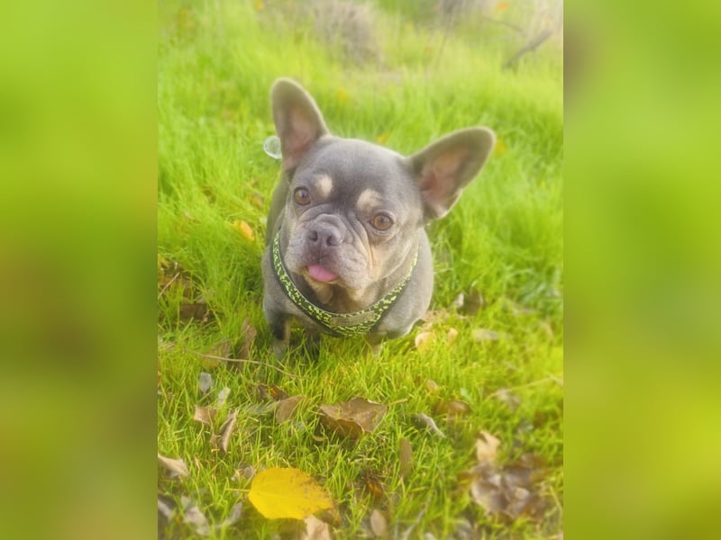 Französische Bulldogge Giselle