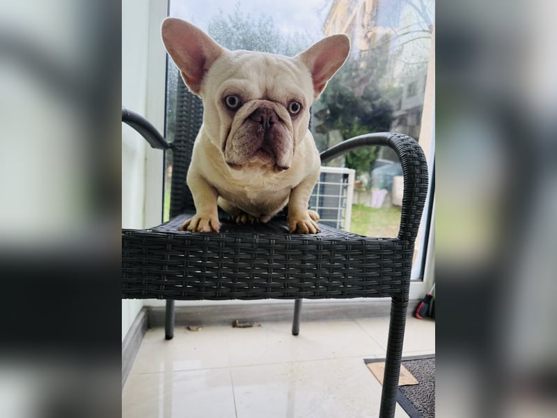 Hans eine französische Bulldogge