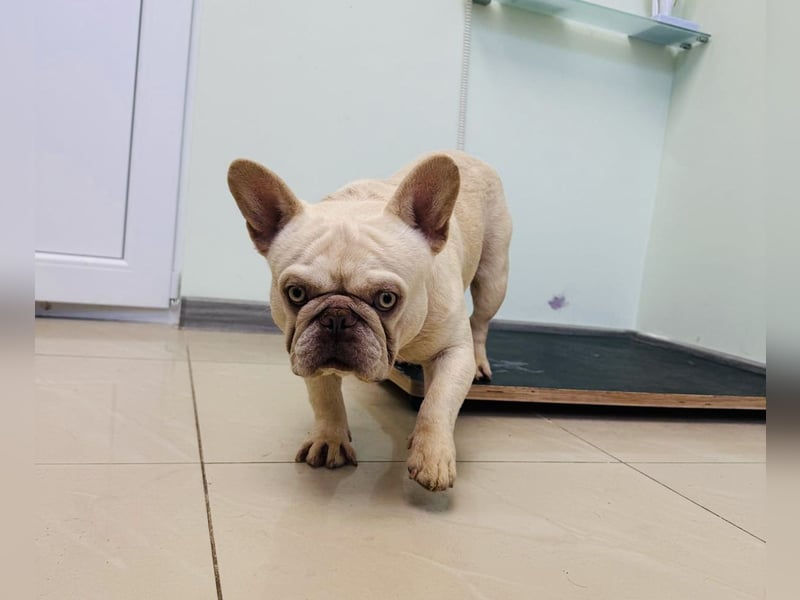 Hans eine französische Bulldogge