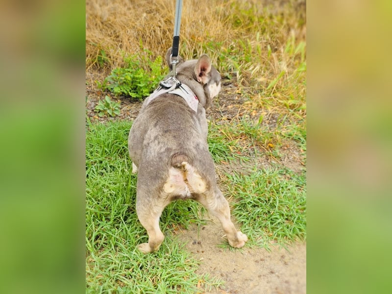 Französische Bulldogge Buny sucht Körbchen