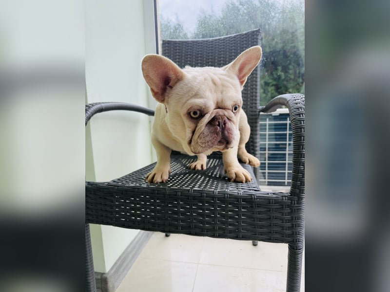 Hans eine französische Bulldogge