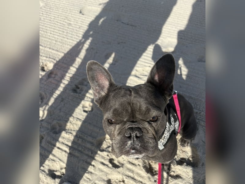 Französische Bulldogge