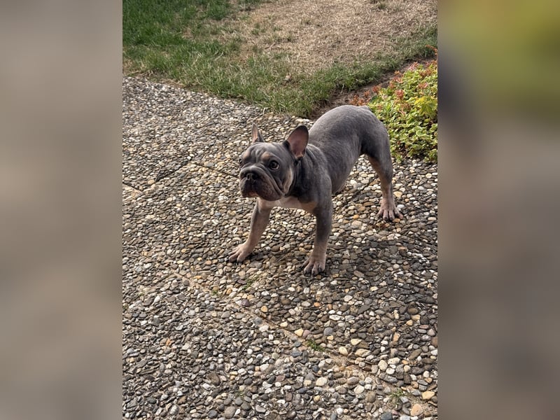 Wunderschöne Französische Bulldogge Hündin Blue Tan sucht ein liebevolles Zuhause