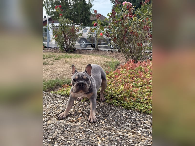 Wunderschöne Französische Bulldogge Hündin Blue Tan sucht ein liebevolles Zuhause