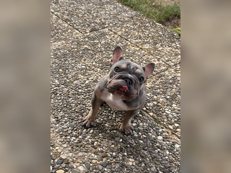 Wunderschöne Französische Bulldogge Hündin Blue Tan sucht ein liebevolles Zuhause