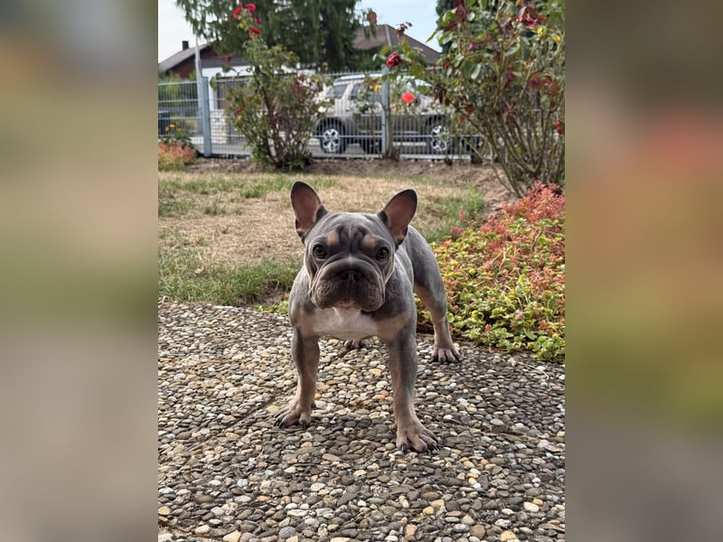 Wunderschöne Französische Bulldogge Hündin Blue Tan sucht ein liebevolles Zuhause