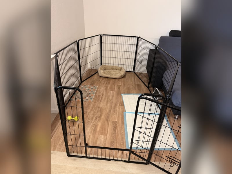 Wunderschöne Französische Bulldogge Hündin Blue Tan sucht ein liebevolles Zuhause