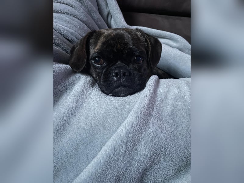 Französische Bulldogge in liebevolle Hände abzugeben