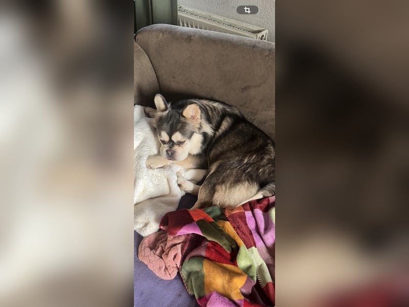 Fluffy French Bulldog Junior sucht liebevolles Zuhause