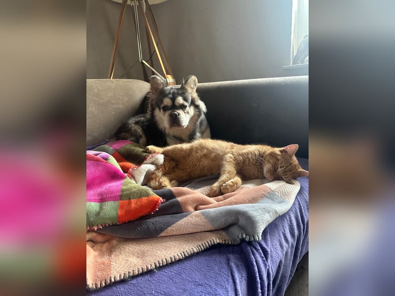 Fluffy French Bulldog Junior sucht liebevolles Zuhause