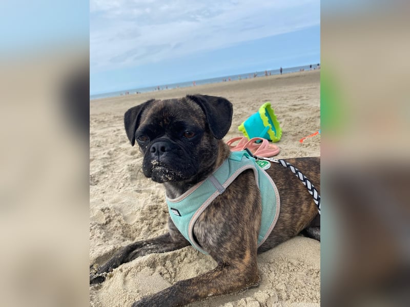 Französische Bulldogge in liebevolle Hände abzugeben