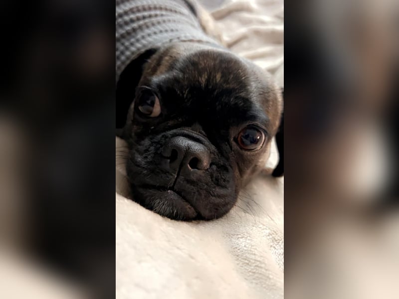 Französische Bulldogge in liebevolle Hände abzugeben