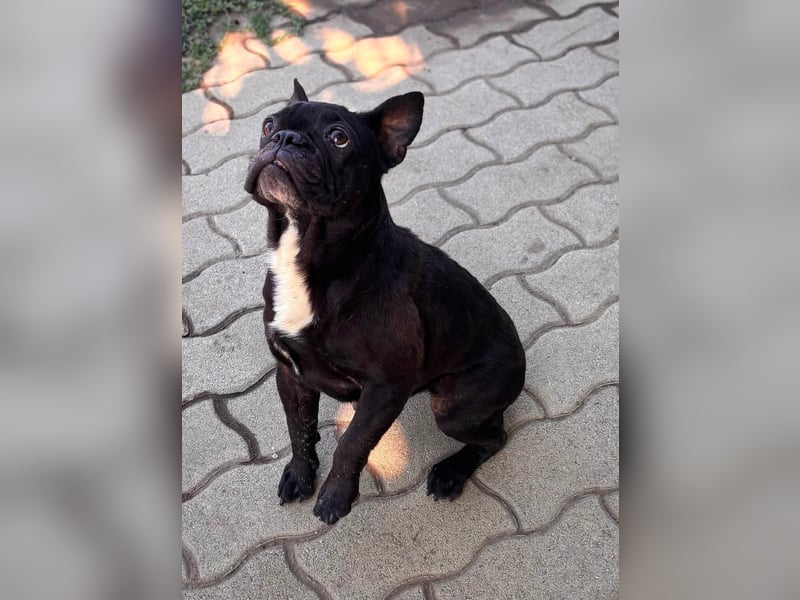 Ellen, liebe Französische Bulldoggen Hündin geb. 02/2023