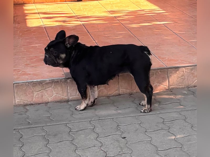 Eileen, liebe Französische Bulldoggen Hündin geb. 08/2022