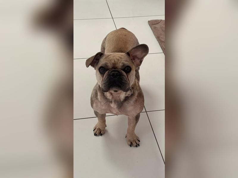 Kitty junge freundliche franz. Bulldoggen Hündin geb. 01.07.2023