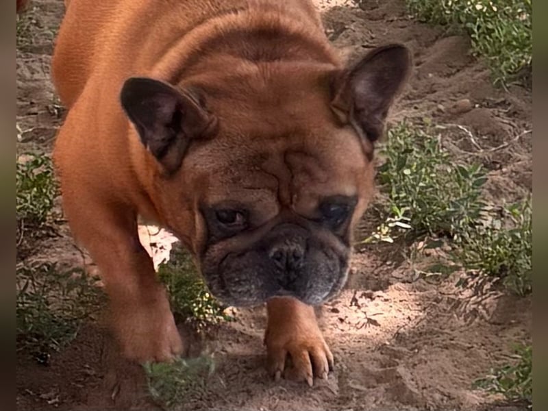 Valco, freundliche Französische Bulldogge geb. 06/2018