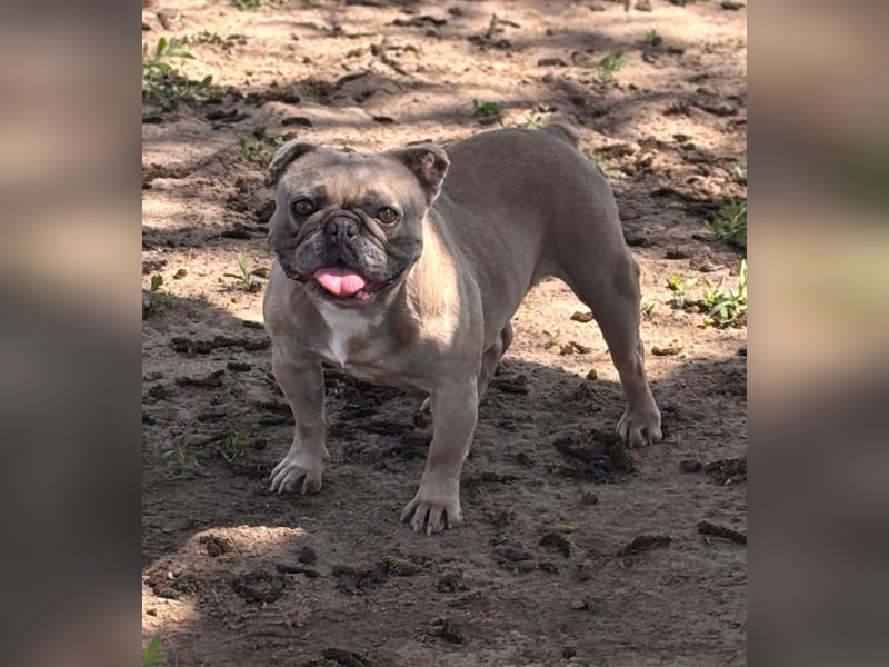 Lucky, fröhliche Französische Bulldogge geb. 01/2021