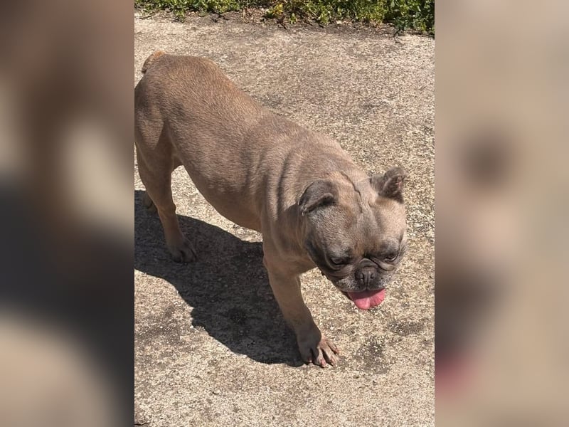 Lucky, fröhliche Französische Bulldogge geb. 01/2021