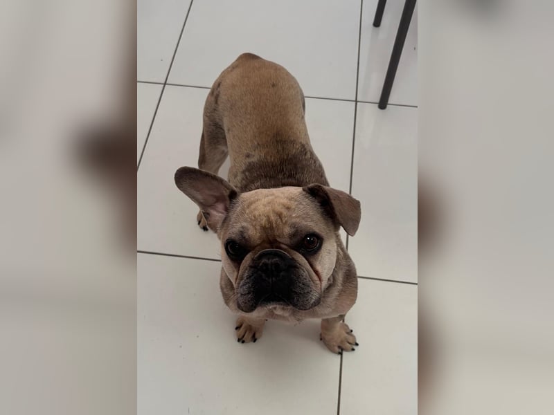 Kitty junge freundliche franz. Bulldoggen Hündin geb. 01.07.2023