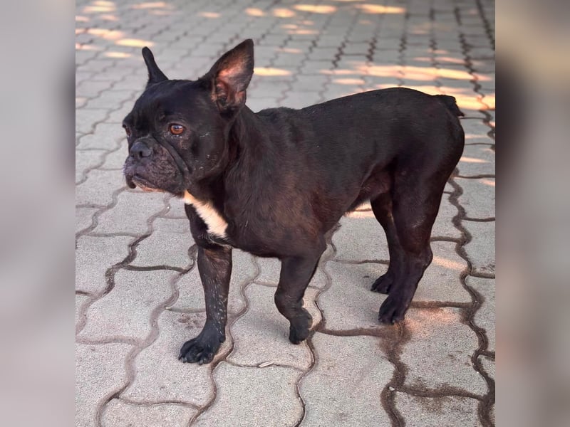 Ellen, liebe Französische Bulldoggen Hündin geb. 02/2023