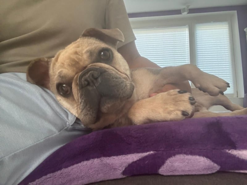 Kitty junge freundliche franz. Bulldoggen Hündin geb. 01.07.2023