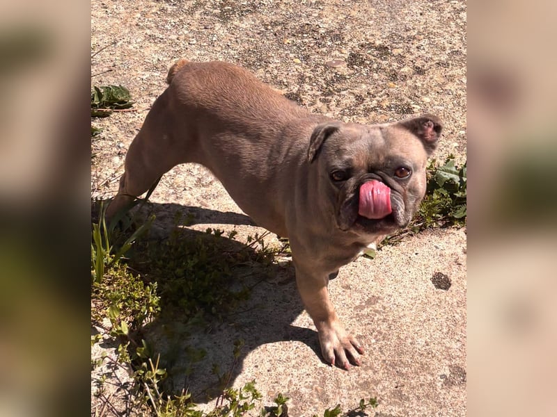 Lucky, fröhliche Französische Bulldogge geb. 01/2021