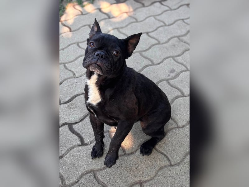 Ellen, liebe Französische Bulldoggen Hündin geb. 02/2023