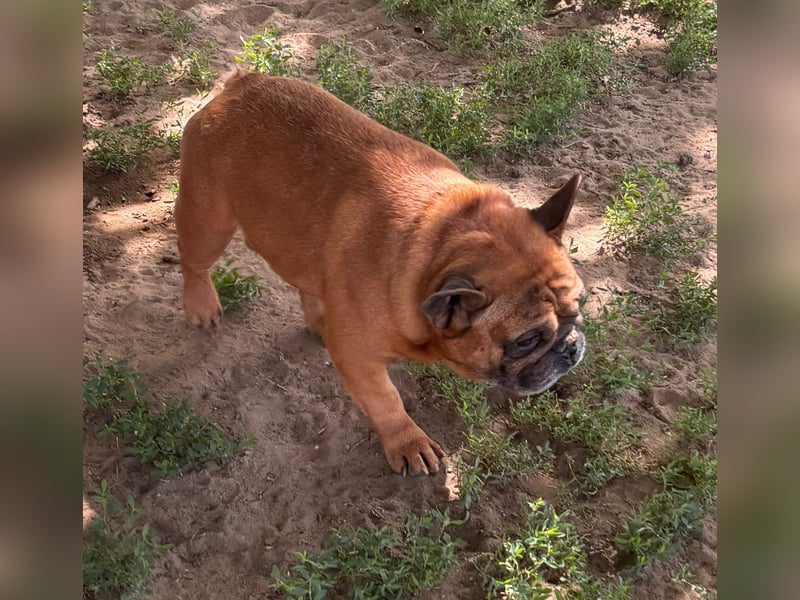 Valco, freundliche Französische Bulldogge geb. 06/2018