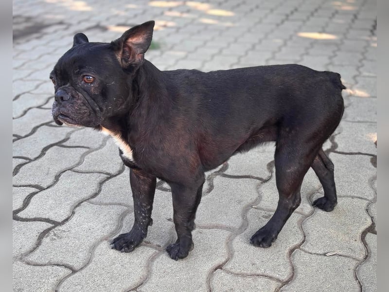 Ellen, liebe Französische Bulldoggen Hündin geb. 02/2023