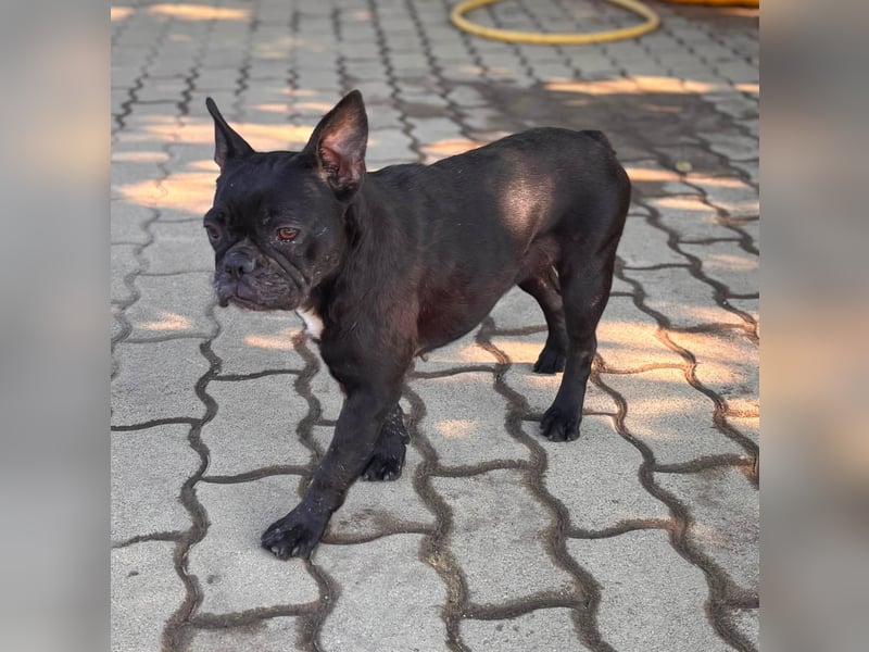 Ellen, liebe Französische Bulldoggen Hündin geb. 02/2023