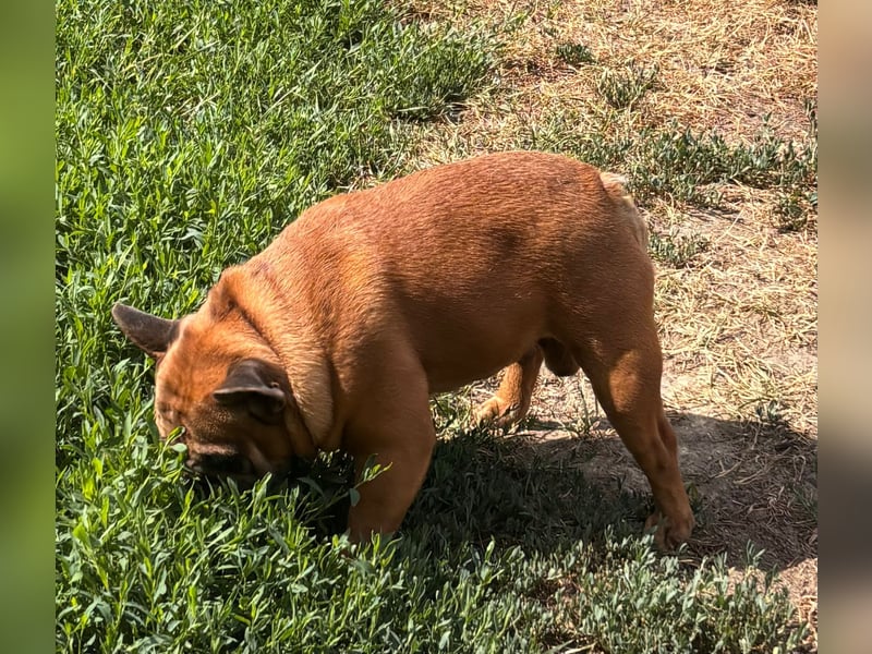 Valco, freundliche Französische Bulldogge geb. 06/2018