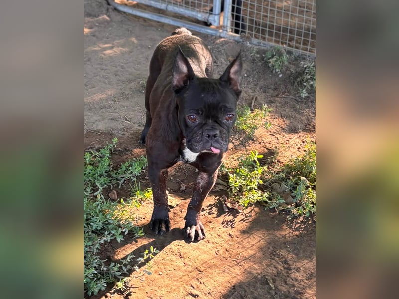 Ellen, liebe Französische Bulldoggen Hündin geb. 02/2023