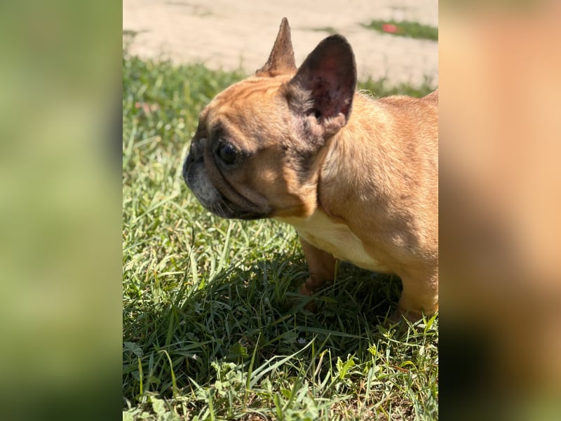 Nala liebe freundliche Hündin