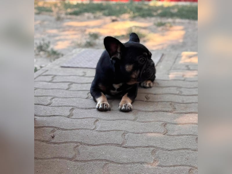 Eileen, liebe Französische Bulldoggen Hündin geb. 08/2022