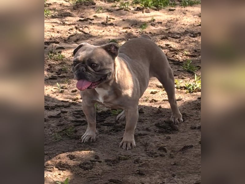 Lucky, fröhliche Französische Bulldogge geb. 01/2021