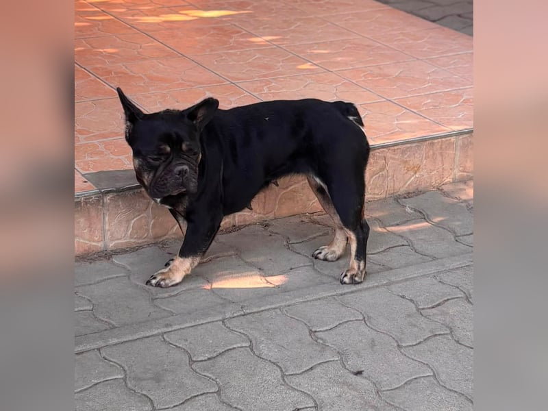 Eileen, liebe Französische Bulldoggen Hündin geb. 08/2022