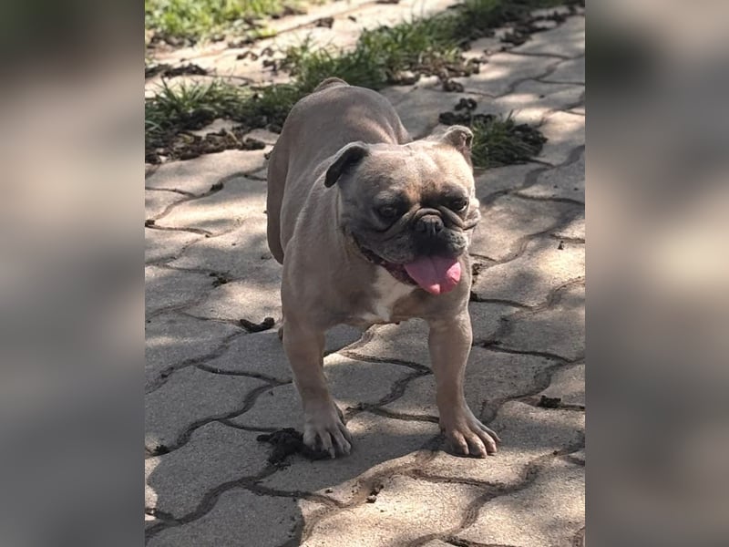 Lucky, fröhliche Französische Bulldogge geb. 01/2021