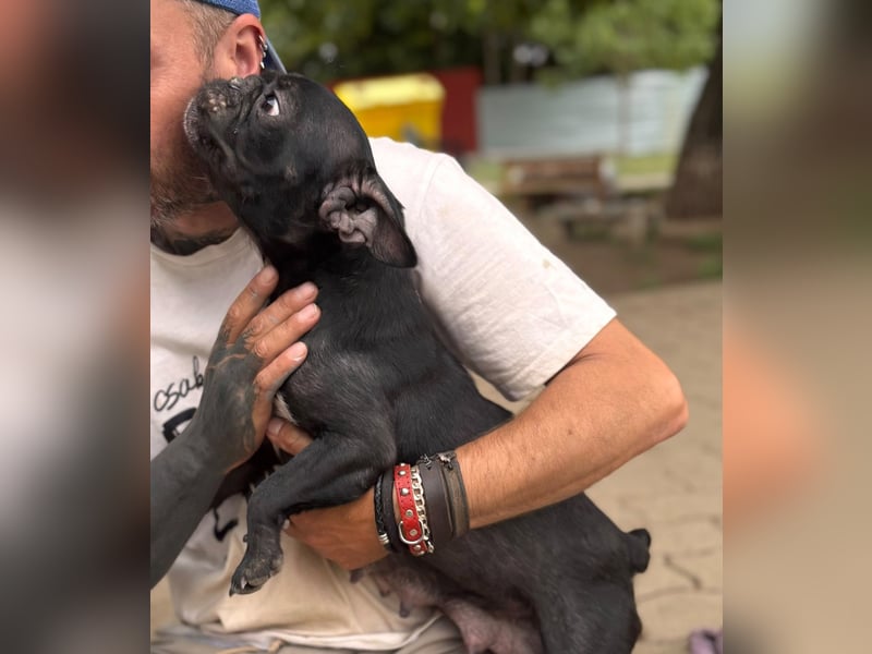 Luna, freundliche Französische Bulldogge geb. 10/2024