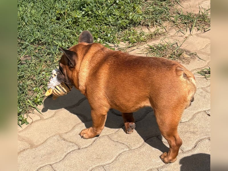 Valco, freundliche Französische Bulldogge geb. 06/2018
